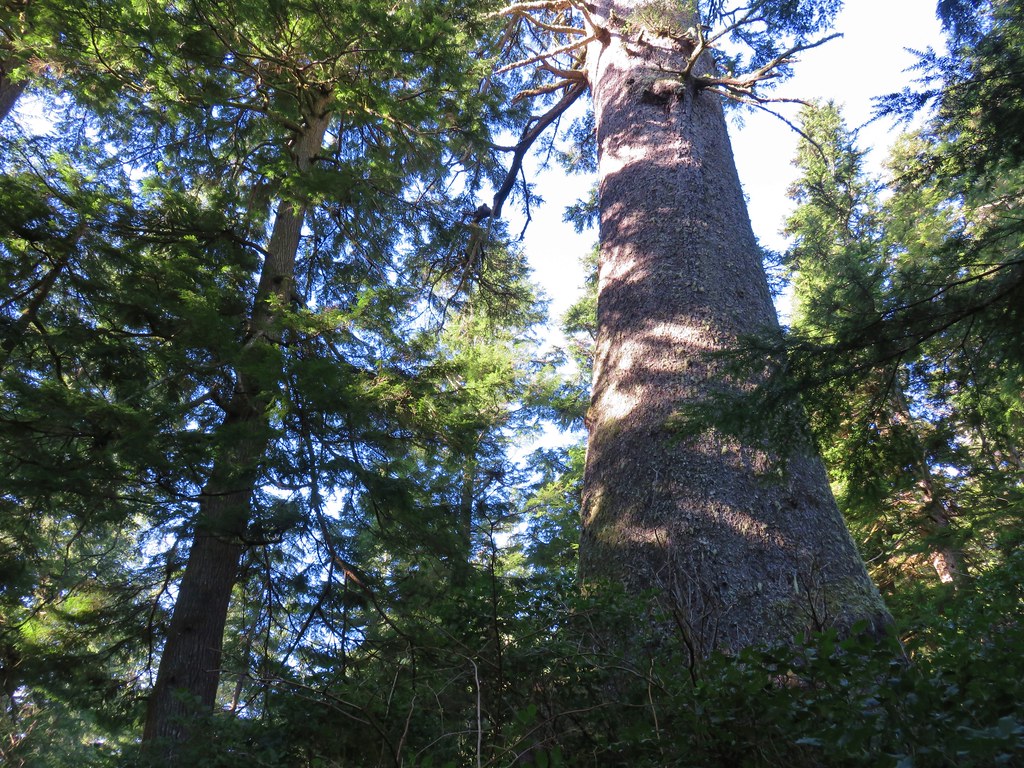 Big Spruce at Cape Meares