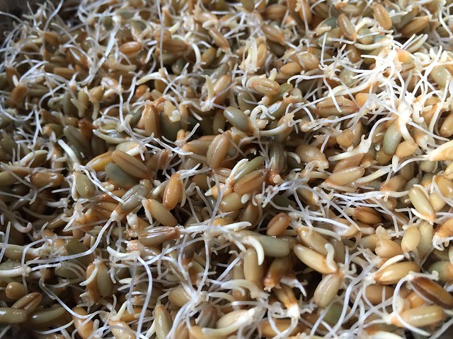 Sprouted rye berries