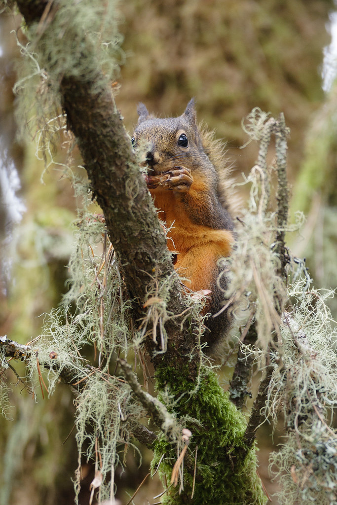 A Douglas' squirrel eats a cone in a forest in Leadbetter Point State Park on the Long Beach Peninsula in Washington