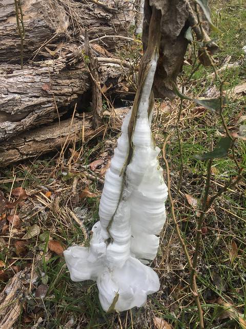 Frostweed Ice Ribbons