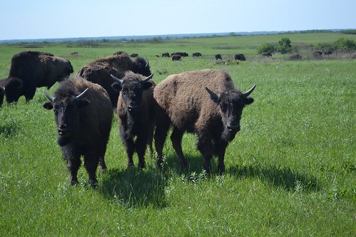 bison buffalo missouri prairiestatepark