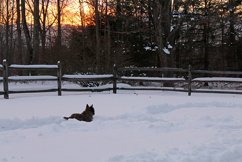 vermont winter snow outdoors sunset animals dogs cairnterriers pets