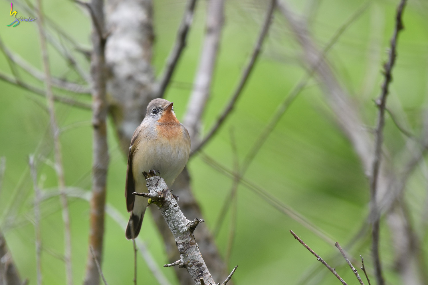 Red-breasted_Flycatcher_0827