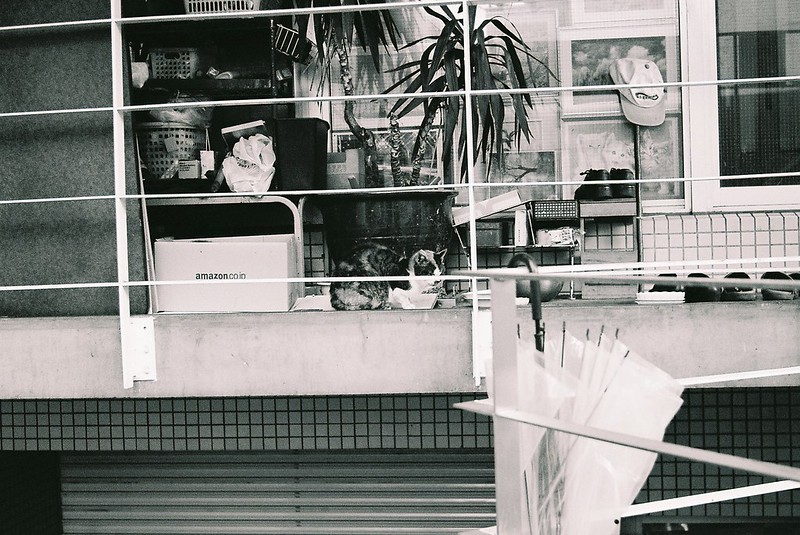 KONICA HEXAR RF+Leica Elmar 50mm f2.8池袋一丁目昭文社印刷所の猫。餌待ちのキジ虎