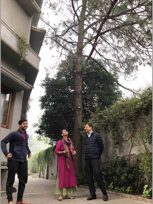 City Life - The Shriram Family's Pine & Seeta Ashok Trees, Sardar Patel Road