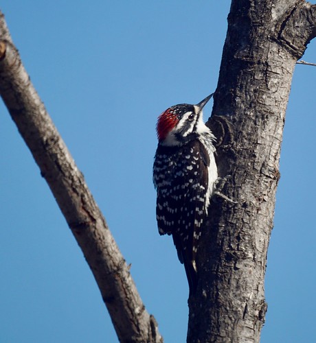 Nutail's   Woodpecker