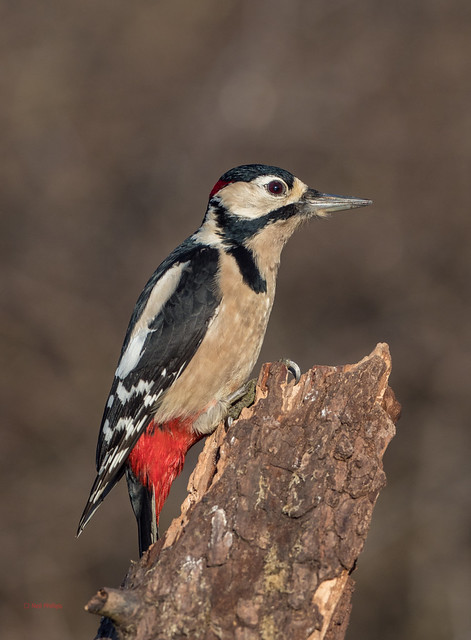 85 greater spotted woodpecker - Best2017
