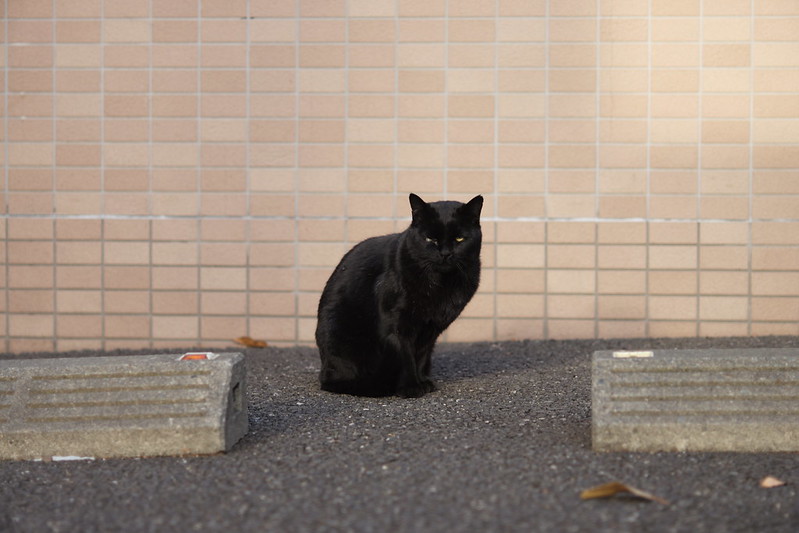 Leica M TYP240+Elmarit 90mm f2.8雑司ヶ谷鬼子母神西参道商店街の猫。黒猫