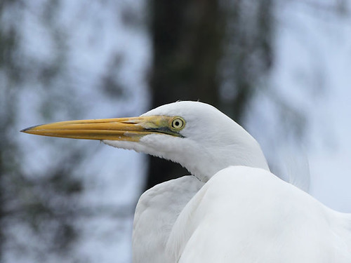 Great Egret at Gatorland
