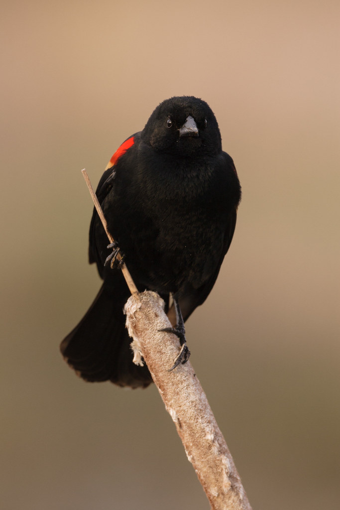 A red-winged blackbird perches on a cattail