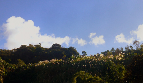 nwn clouds nubes sugarcaneflowers floresdecañadeazucar costarica
