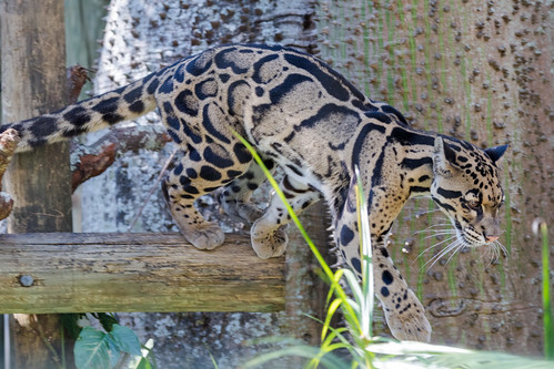 lowrypark zoo cat clouded leopard spots