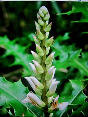 Many-flowered and upright spike of Acanthus ebracteatus (Sea Holly, Holly Mangrove, Holly-leaved Mangrove, Jejeru Hitam in Malay), 29 Dec 2017