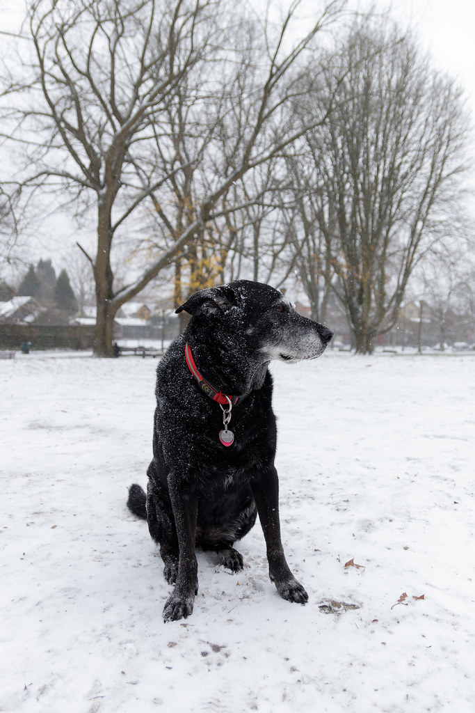 Our dog Ellie stands in a snow-covered Irving Park in Portland, Oregon