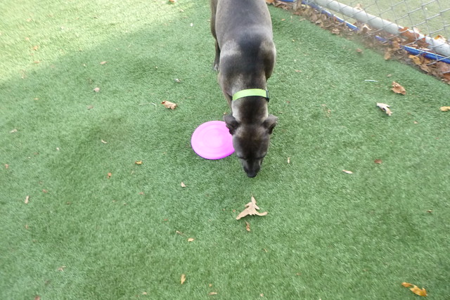 12/19/17 Frisbee Catch! :)