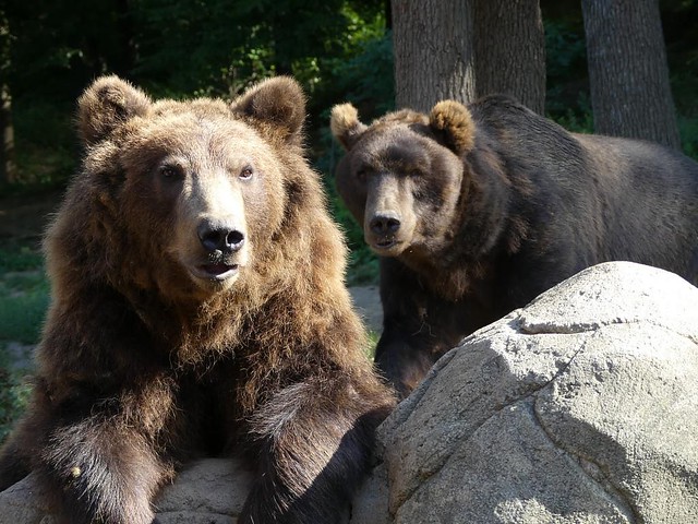 Kamtschatkabär, Zoo Brno
