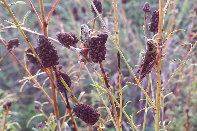 about 10 short, dark prairie clover seedheads, with two big grasshoppers