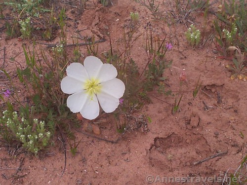 We did find a desert wildflower or two while waiting around on the trail to Brimhall Arch, Capitol Reef National Park, Utah