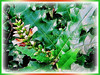 Acanthus ebracteatus (Sea Holly, Holly Mangrove, Holly-leaved Mangrove, Jejeru Hitam in Malay)