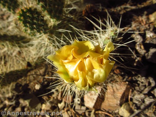 Flowering cactus in the juniper forest along the Telescope Peak Trail, Death Valley National Park, California