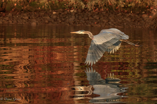 virginia action autumn bird fall flight greatblueheron heron jamesriver sunrise water wildlife richmond unitedstates us