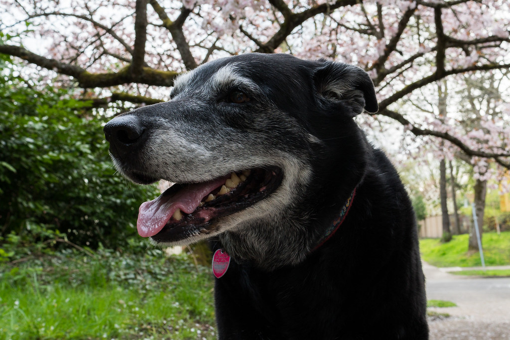 Our dog Ellie stands in front of a blossoming tree on Klickitat Street in the Irvington neighborhood of Portland, Oregon