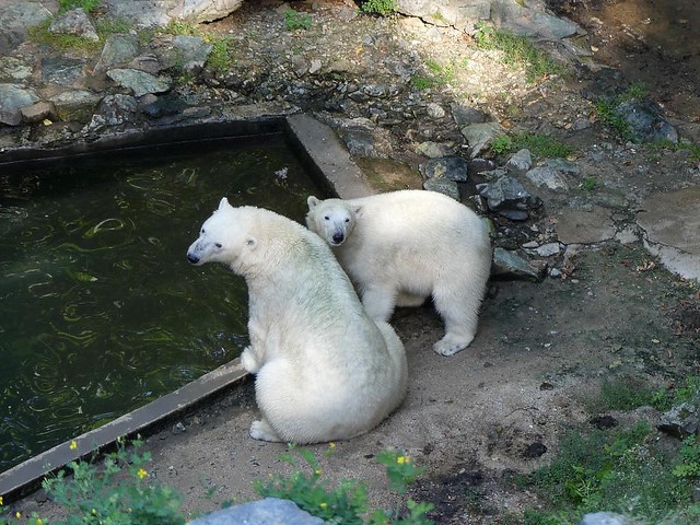 Cora und Noria, Zoo Brno