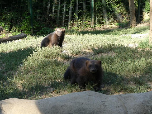Eurasischer Vielfraß, Zoo Brno
