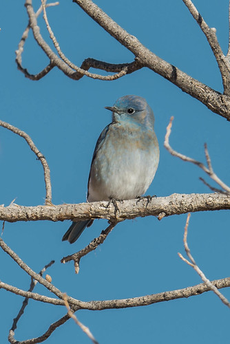 bluebird birds lovelock nevada unitedstates us
