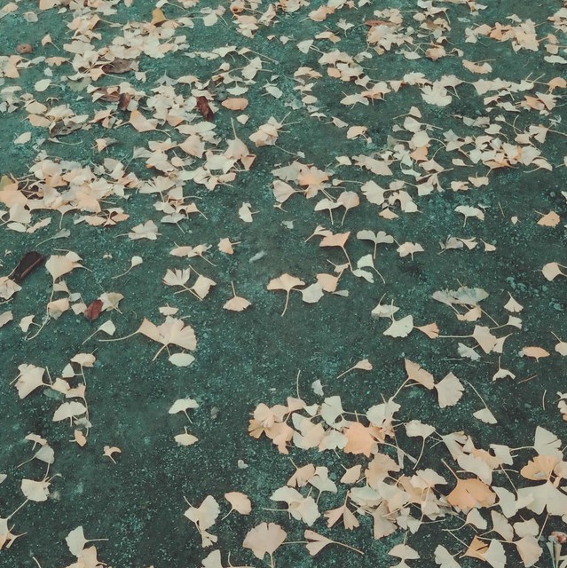 Yellow leaves falling off