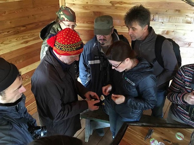 Figure 5. In a covered gazebo in the Sikhote-Alin Biosphere Reserve, Drs. Rick Lanctot and Rebecca Bentzen demonstrate how to attach a leg harness transmitter to a small shorebird, © Jonathan Slaght, WCS.
