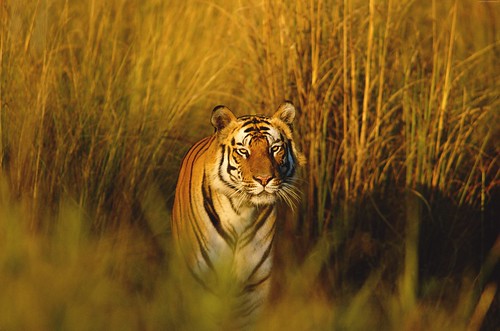 bengal-tiger-5630x3727-national-geographic-tiger-hunter-predator-4145