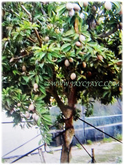 Manilkara zapota (Sapodilla, Sapote, Naseberry, Chicle Gum, Chiku in Malay), a slowing-growing tree that can grow between 18-30 m tall, 22 Dec 2017