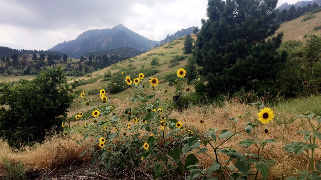 Mountain Sunflowers
