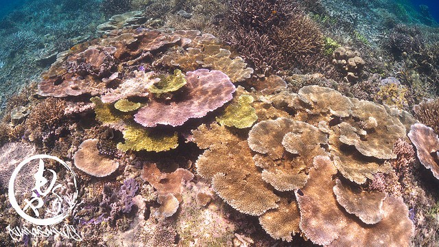 これでもかというほど美しい珊瑚が広がる