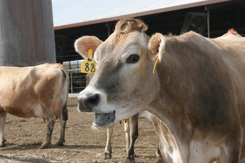 cow dairy farm animals cute gurnsey