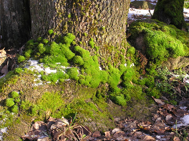 Green mosses