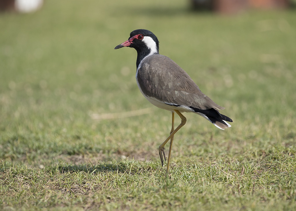 Red-wattled lapwing   Vanellus indicus