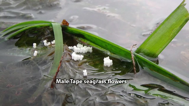 Tape seagrass (Enhalus acoroides) with male flowers