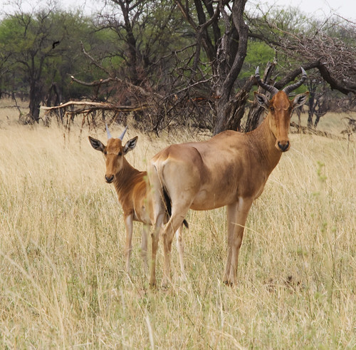 tanzania2017 africa tanzania nserengeti mammalsmammalia eventoedungulatesartiodactyla clovenhoofedbovidae flickr mararegion
