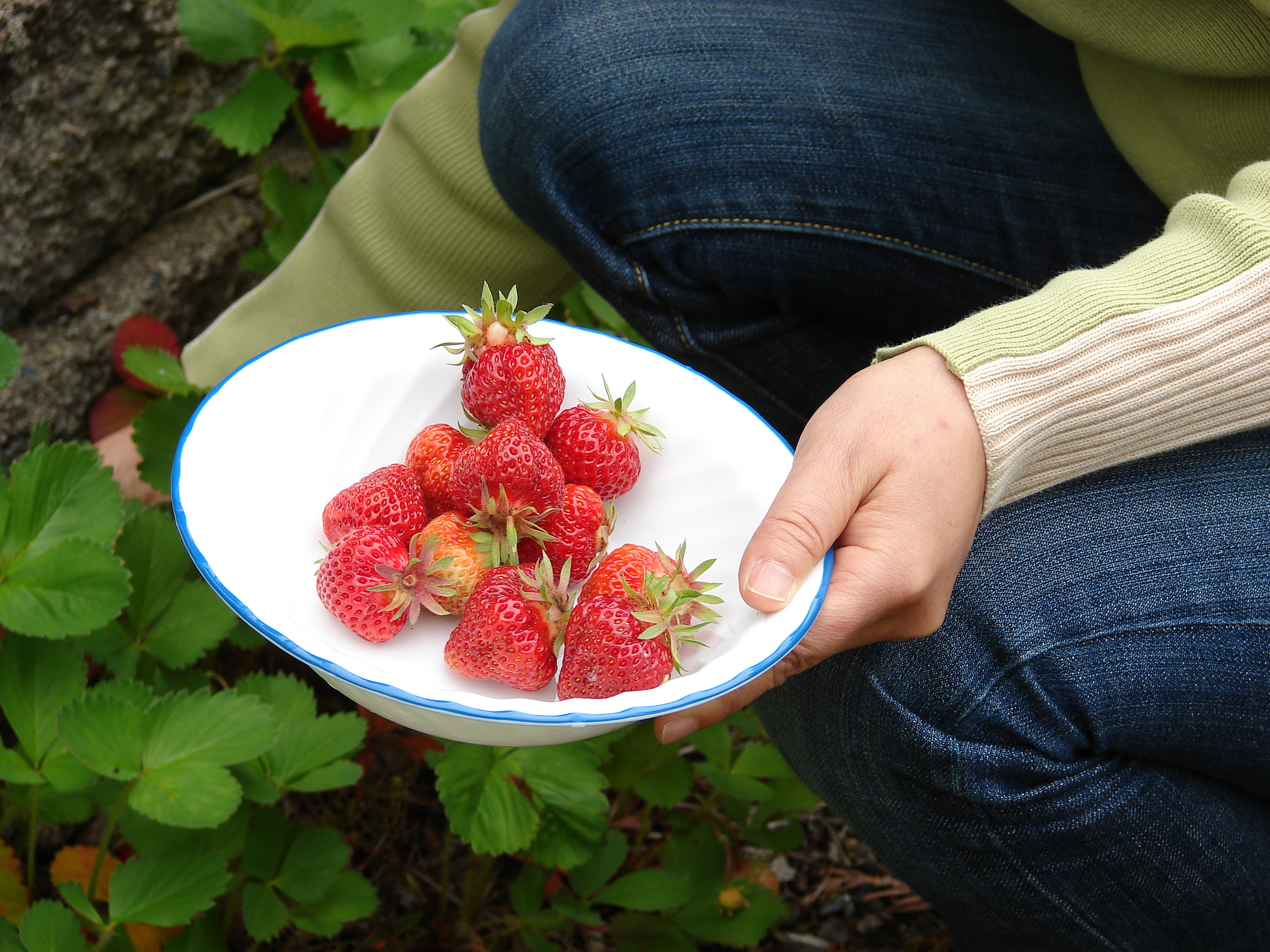 Picking home-grown garden strawberries on June 14, 2012.
