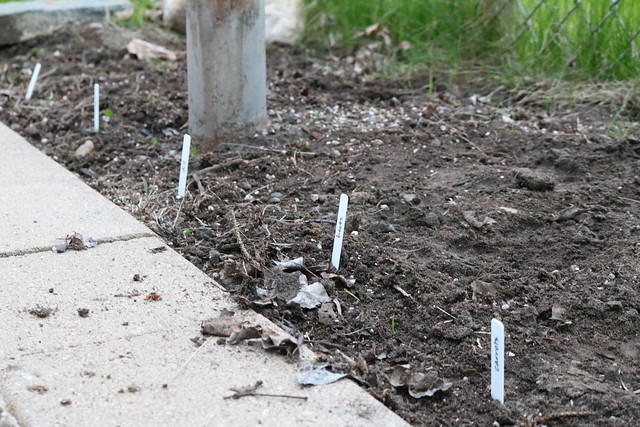 five white plant markers in a dirt plot next to concrete