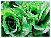 Brassica pekinensis (Chinese Cabbage, Napa Cabbage, Peking Cabbage, Celery Cabbage)