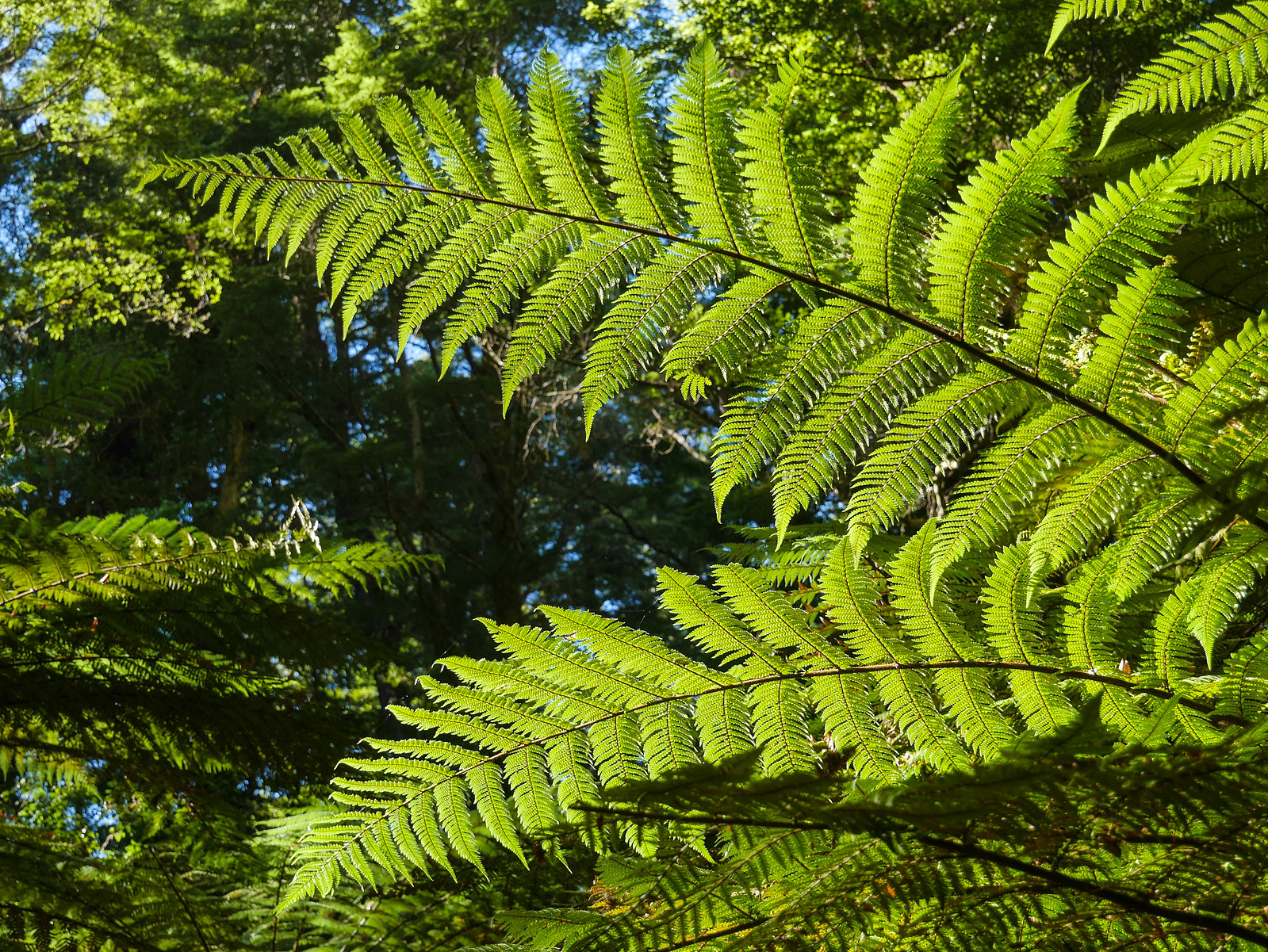 Tree ferns