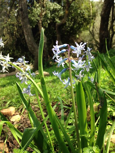 Wild Hyacinth (Hyacinthus orientalis)