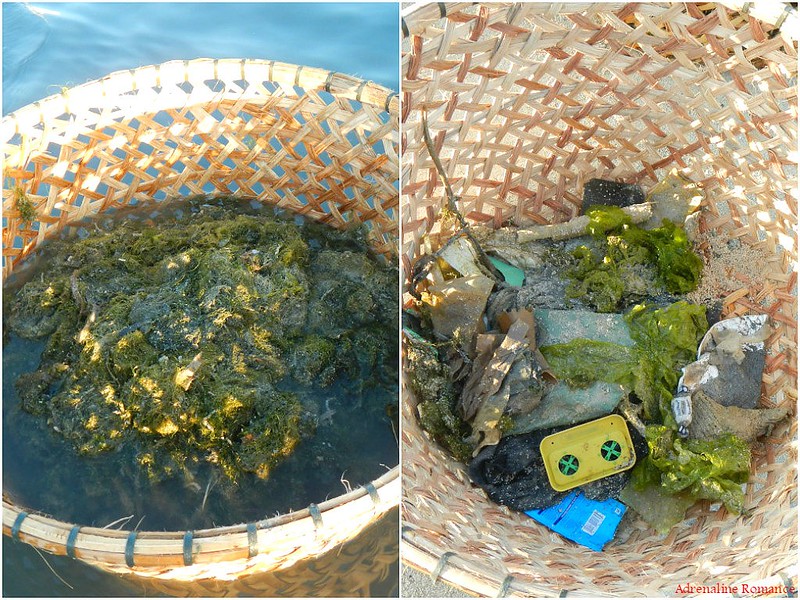 Algae and trash
