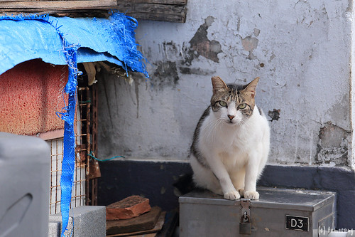 Cat at Mirador Rooftop