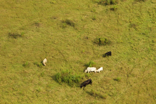 cows cattle wetlands harvey