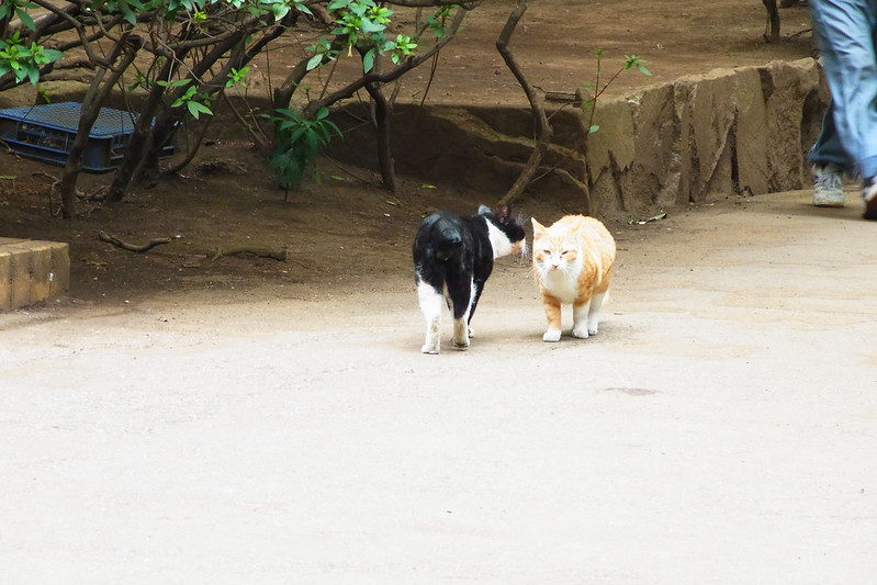 RICOH GRX+P10東池袋中央公園の猫 茶白に挨拶する黒白