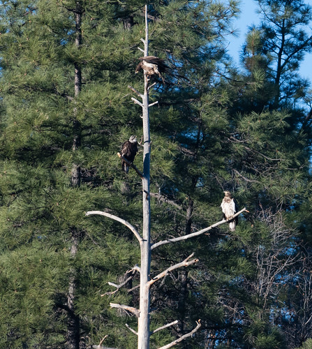 3_bald_eagles_in_a_tree-20180217-100